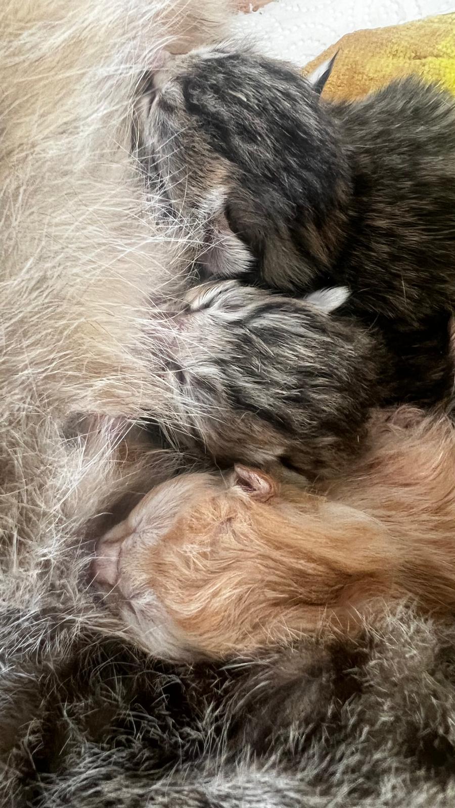 Mommy’s tiny kittens snuggled together while nursing.